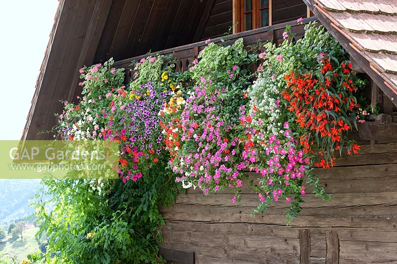 Balcony planting with annuals