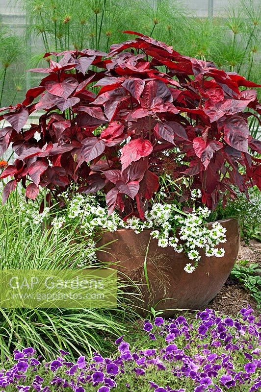 Acalypha and Scaevola in planter