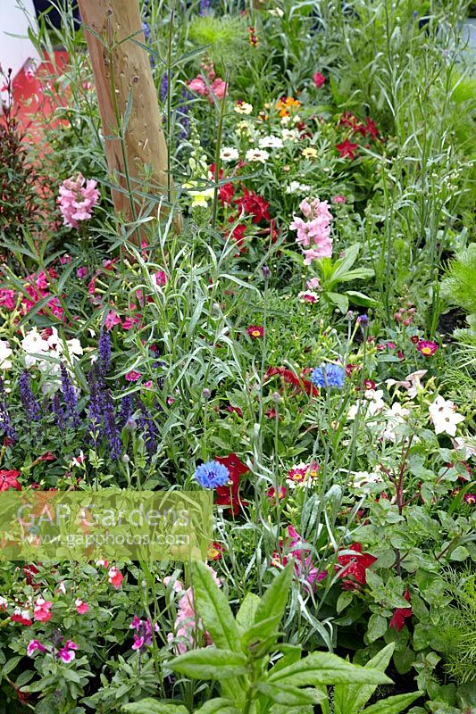 Colorful garden with annuals