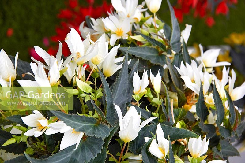 Begonia Crackling Fire ® White
