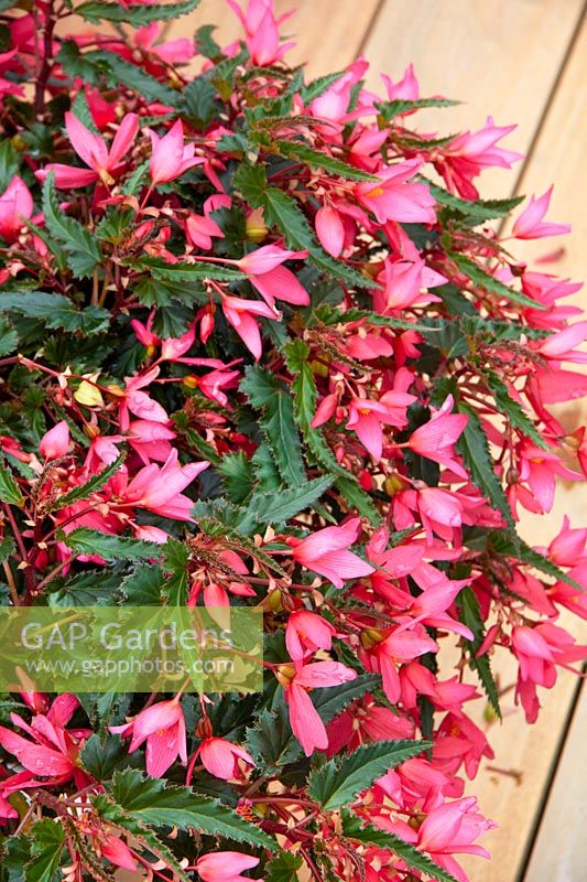 Begonia Crackling Fire ® Pink