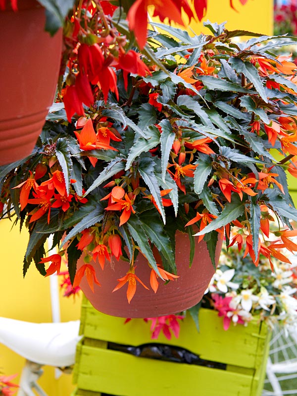 Begonia Crackling Fire ® Orange