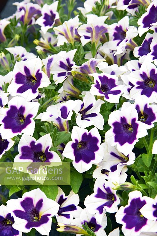 Petunia Cascadias ™ Rim Violet