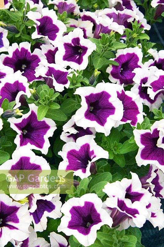 Petunia Petunia Cascadias ™ Violet Skirt