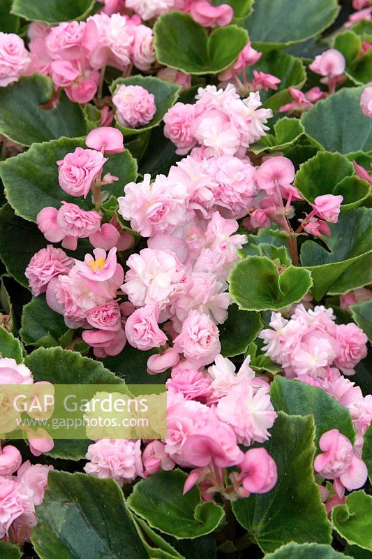 Begonia Paso Doble ™ Candy Pink