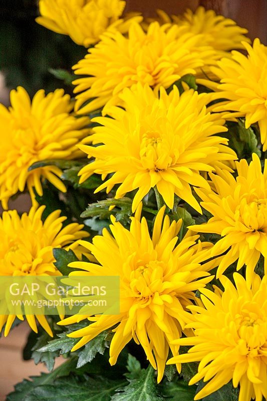 Chrysanthemum Durango ™ Yellow
