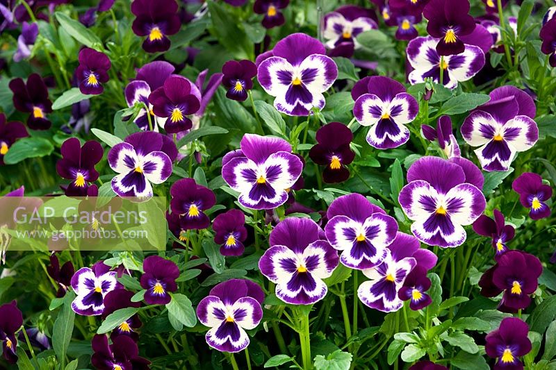 Viola WonderFall ™ Violet with Face, Viola Endurio ® Pure Violet