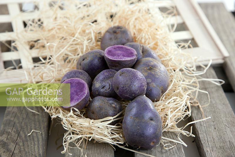 Solanum tuberosum Violetta