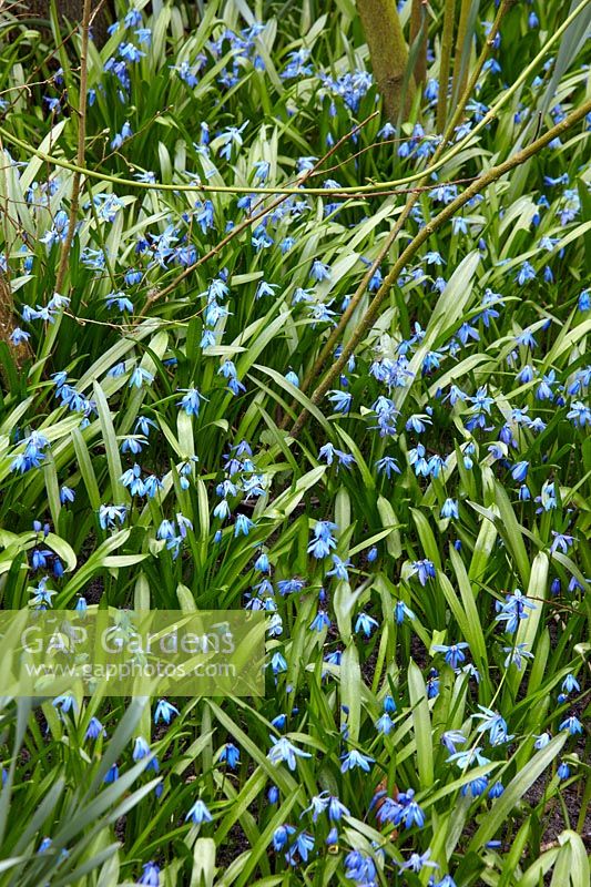 Scilla siberica Spring Beauty