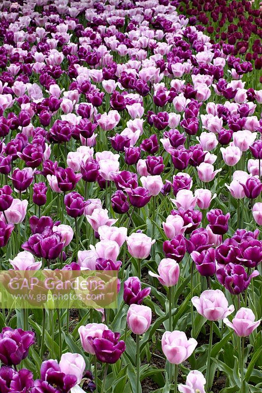 Tulipa Triumph Synaeda Amor and Purple Rain