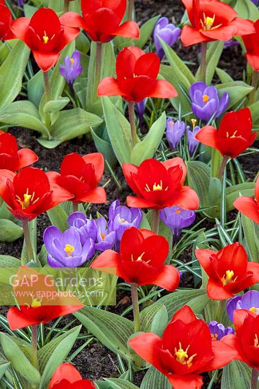Tulipa kaufmanniana Showwinner and Crocus Remembrance