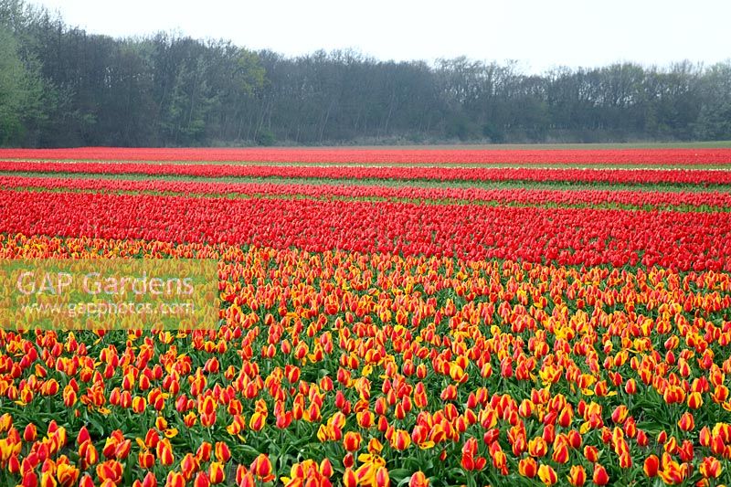 Tulip field with Tulipa Single Early Flair