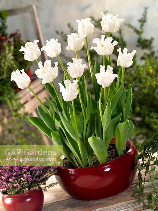 Tulipa Triumph White Liberstar