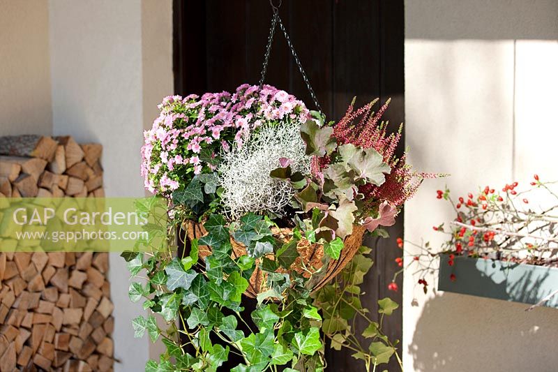 Hanging basket with fall plants