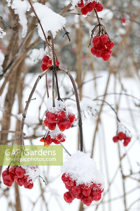 Viburnum opulus fruit covered in snow