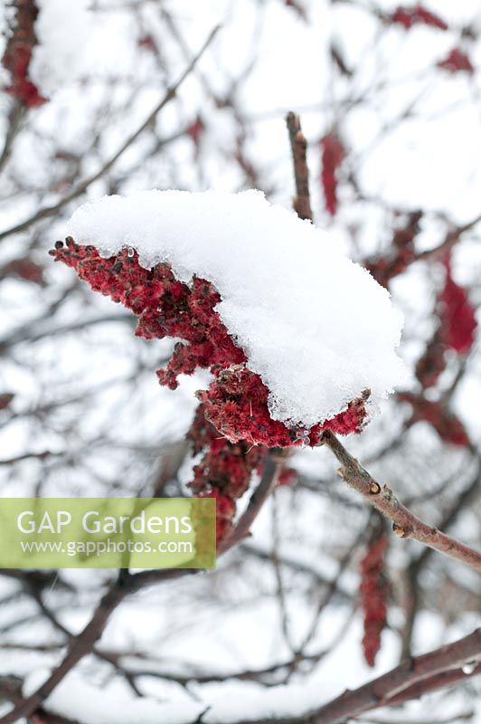 Rhus typhina covered with snow