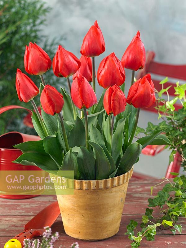 Tulipa Single Early Red Flair