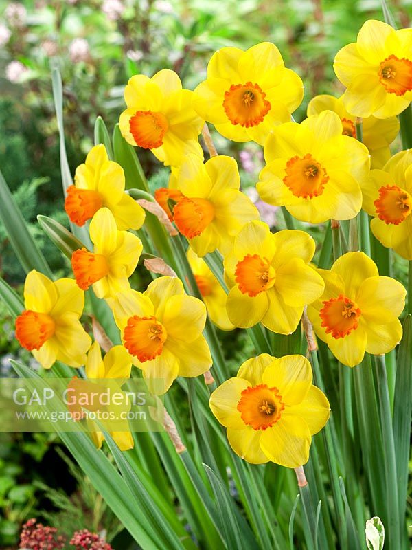 Narcissus Large Cupped Sportsman