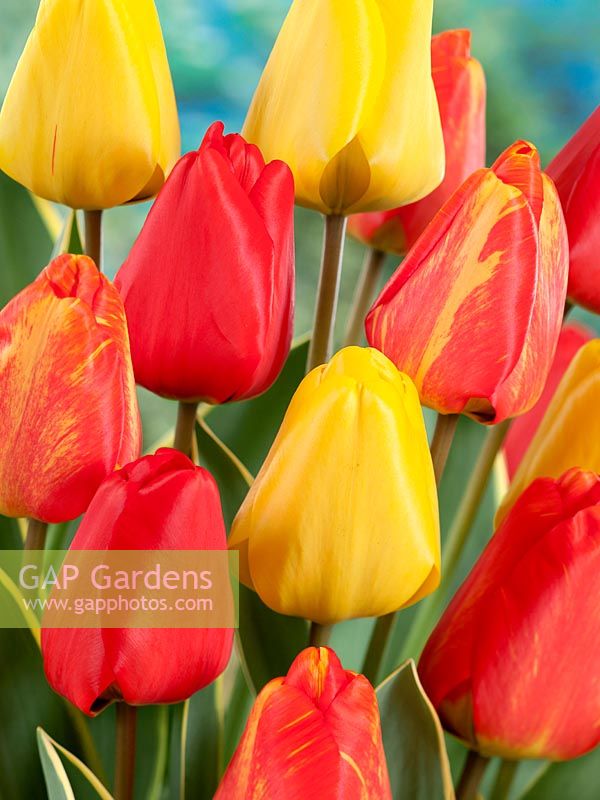 Tulipa Darwin Hybrid Garant, Royal Stream, Voyager