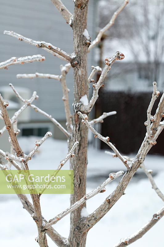 Ginkgo biloba covered with ice