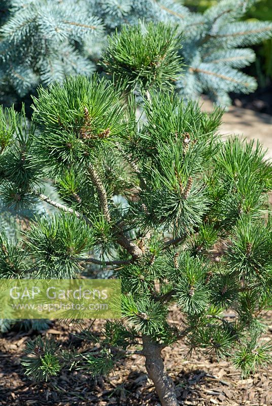 Pinus contorta Spaan's Dwarf