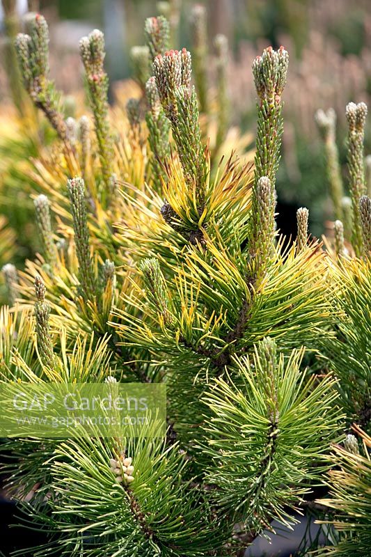 Pinus mugo Carsten