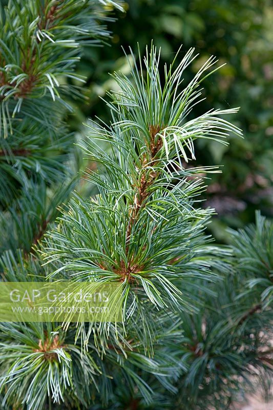 Pinus koraiensis Silveray