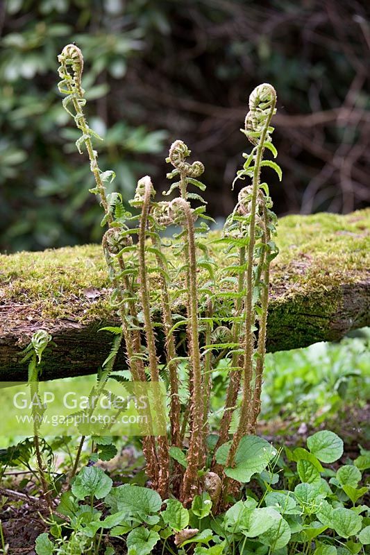 Impression with Dryopteris affinis