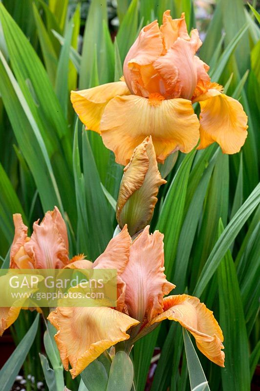 Iris x germanica Savannah Sunset
