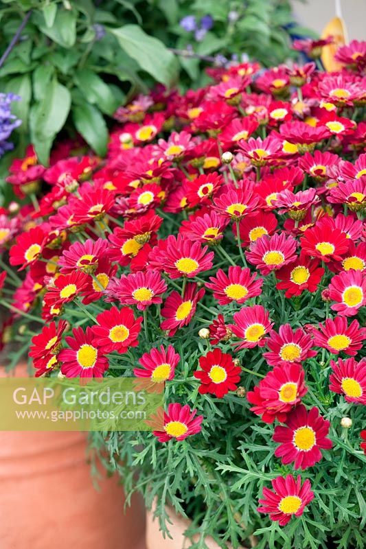 Argyranthemum frutescens Sassy ® Red