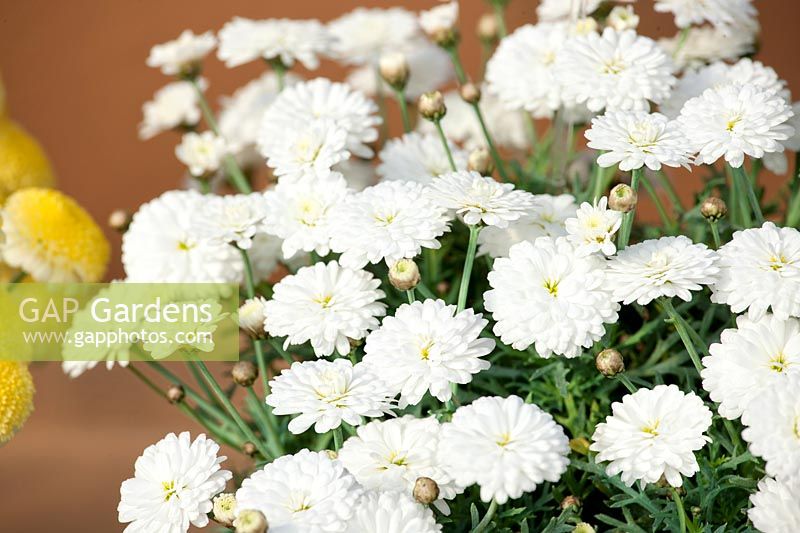 Argyranthemum White Adalia