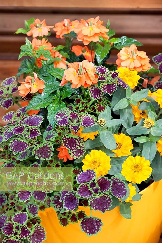 Plant containers with annuals