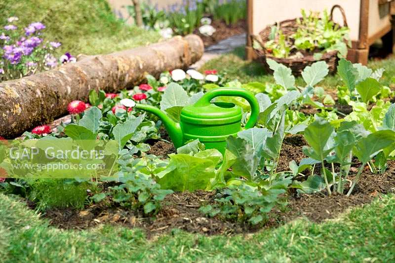 Vegetable border with watering can