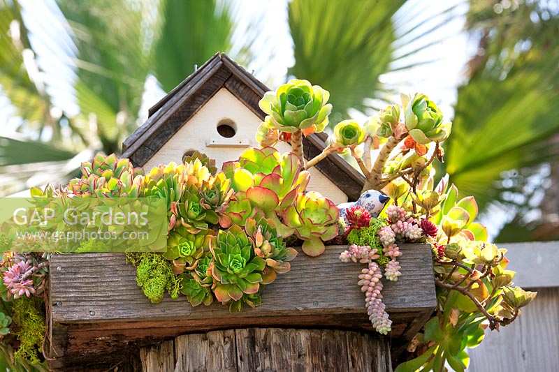 Bird house with succulents