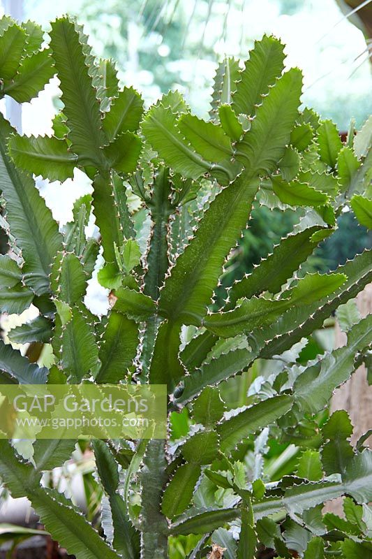 Euphorbia triangularis