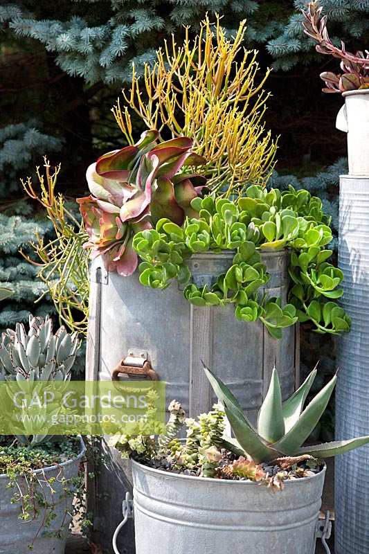 Mixed succulents in tin pots