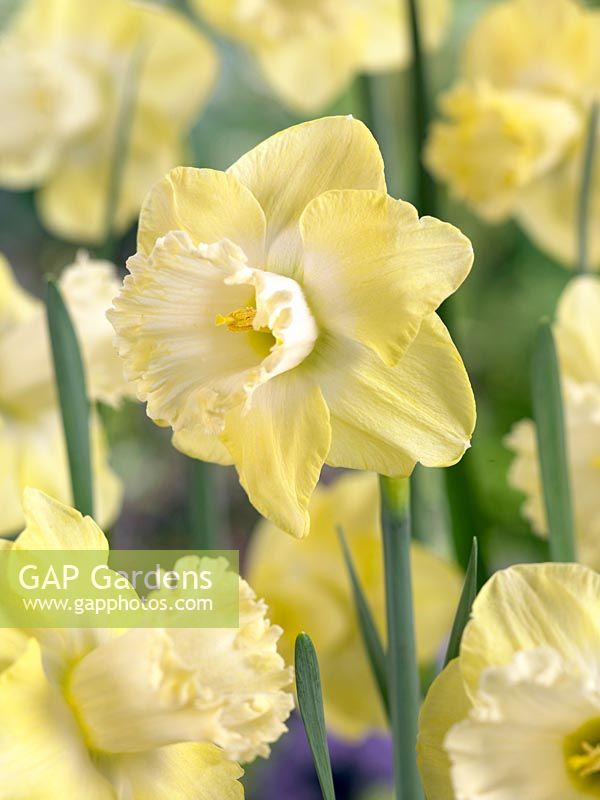 Narcissus Large Cupped Snow Frills