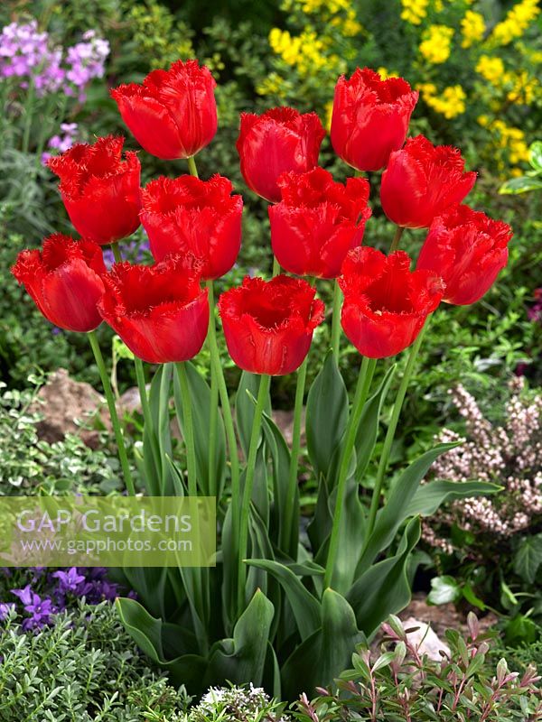 Tulipa Crispa Hellas ®