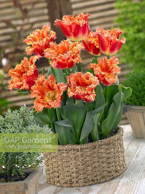 Tulipa Crispa Joint Division