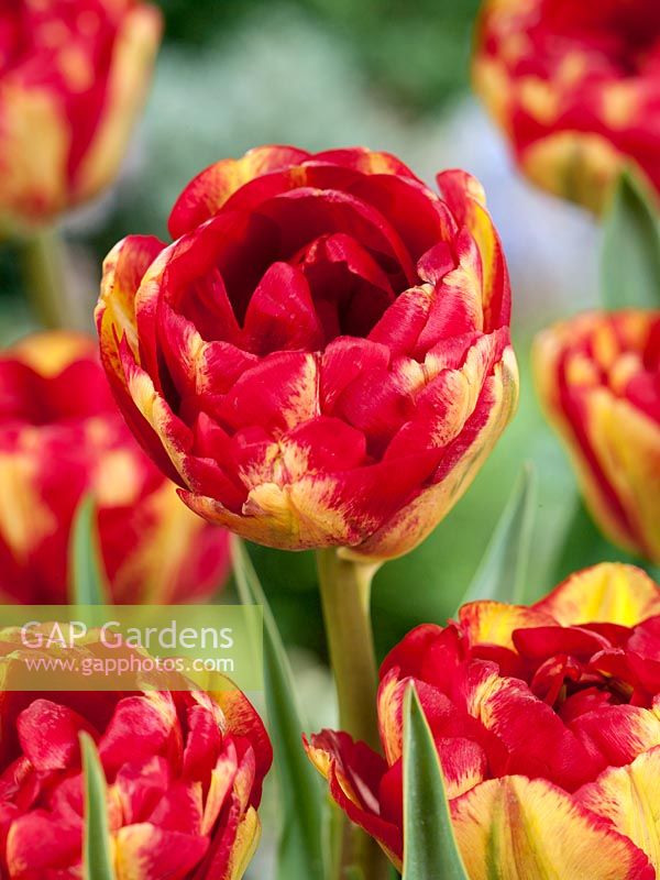 Tulipa Double Late Sundowner ®