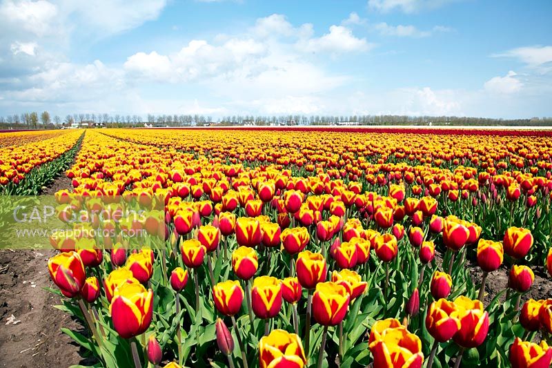 Tulip field with Tulipa Triumph Leen van der Mark