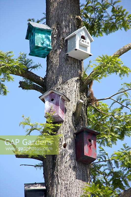 Bird houses on tree trunk