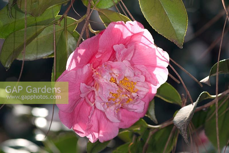 Camellia japonica Ann Blair Brown