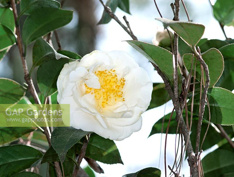 Camellia japonica Charlie Bettes
