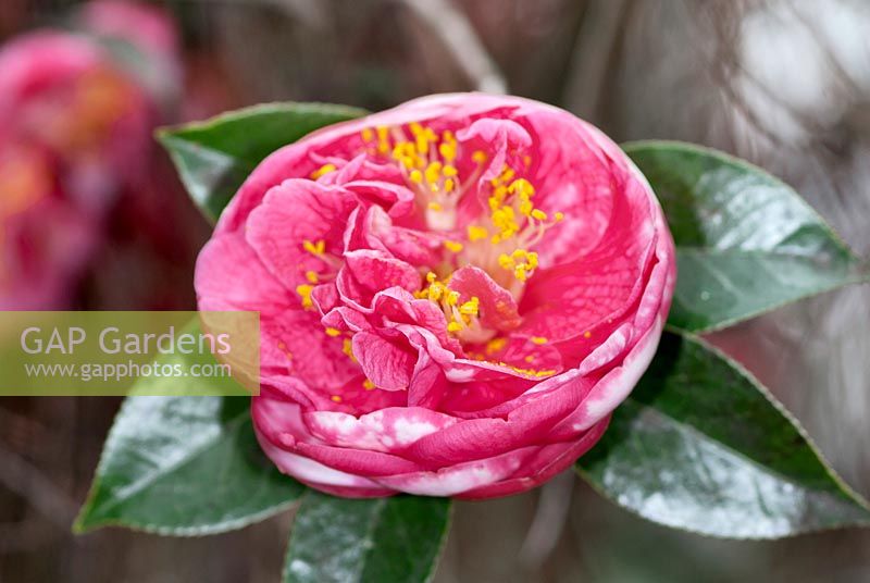 Camellia japonica Eugene Lize