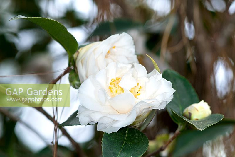 Camellia japonica Frizzle White