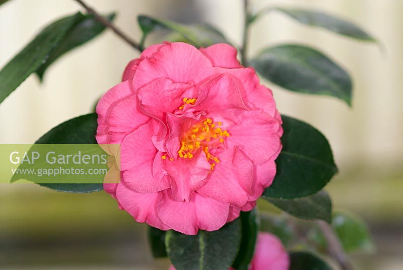 Camellia japonica Susan Shackelford