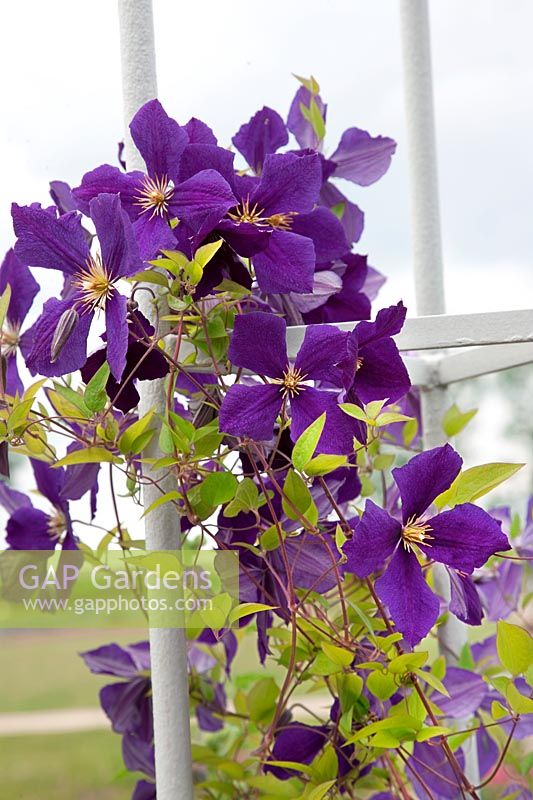 Clematis Marmorie