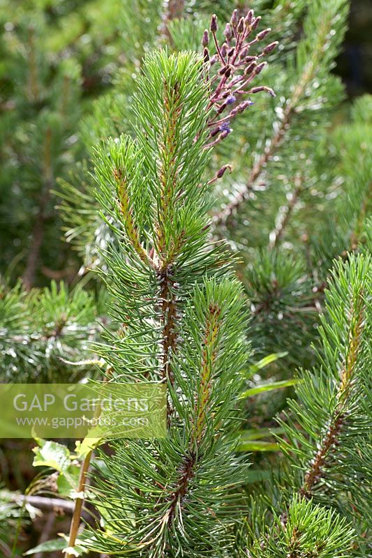 Pinus mugo ssp. uncinata