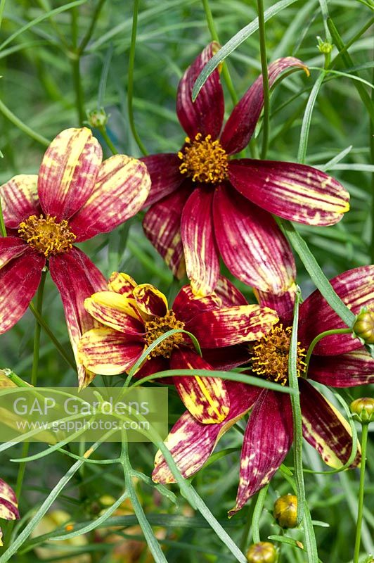 Coreopsis Route 66